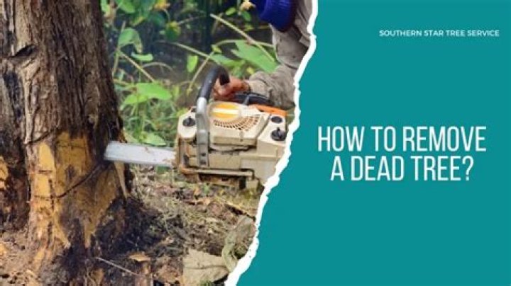 How do you remove a dead tree?