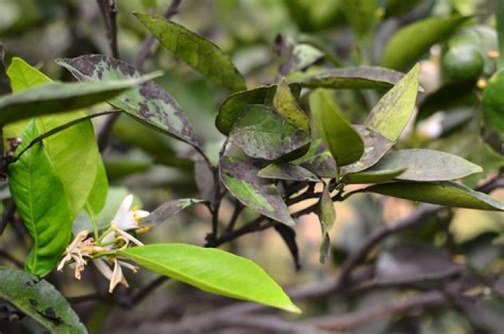 How do you remove black sooty mould from citrus trees?