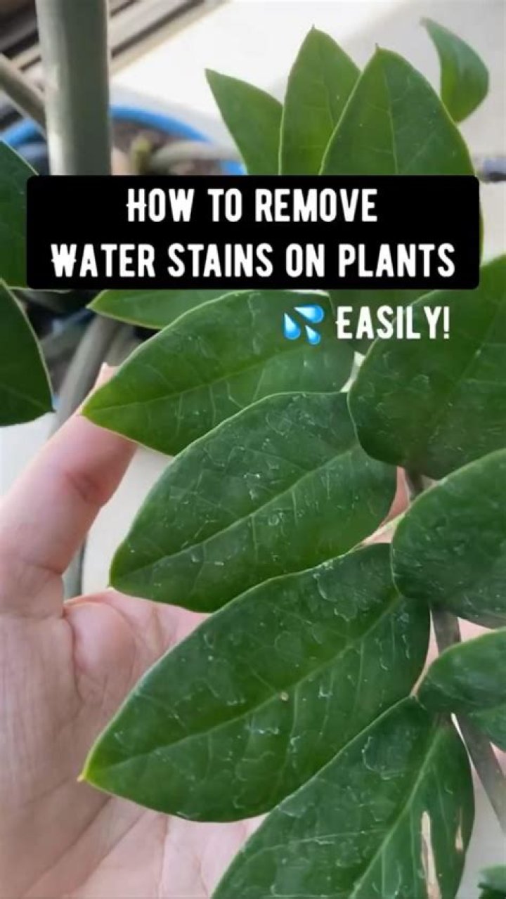 How do you remove plant stains from pots?