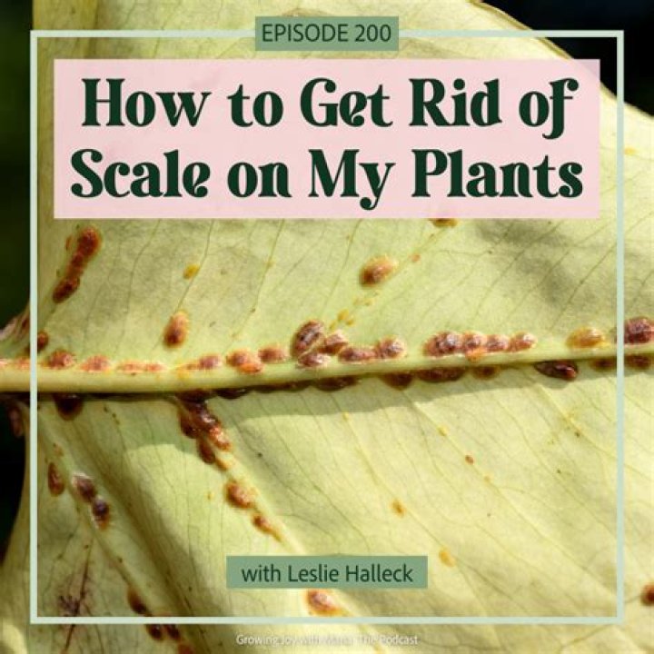 How do you remove scale from hedges?