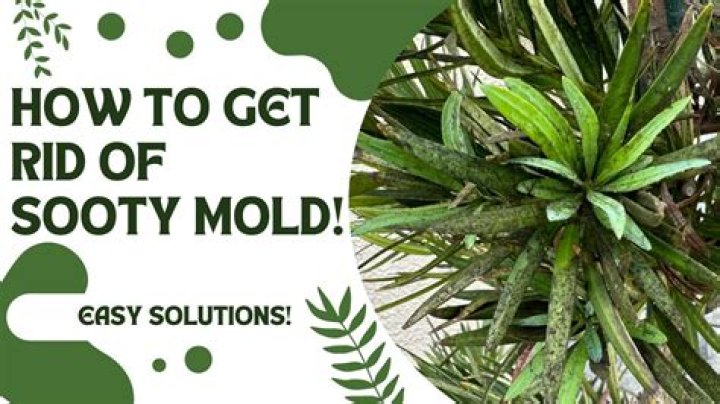 How do you remove sooty mold from Lilly Pilly?