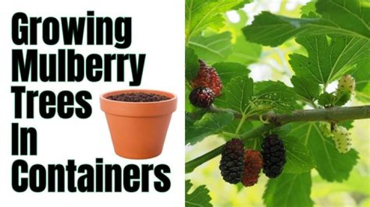 How do you remove the stem from a mulberry?