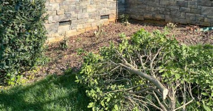 How do you replace overgrown shrubs?