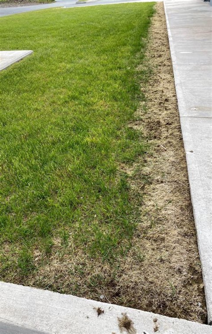 How do you restore a destroyed lawn?