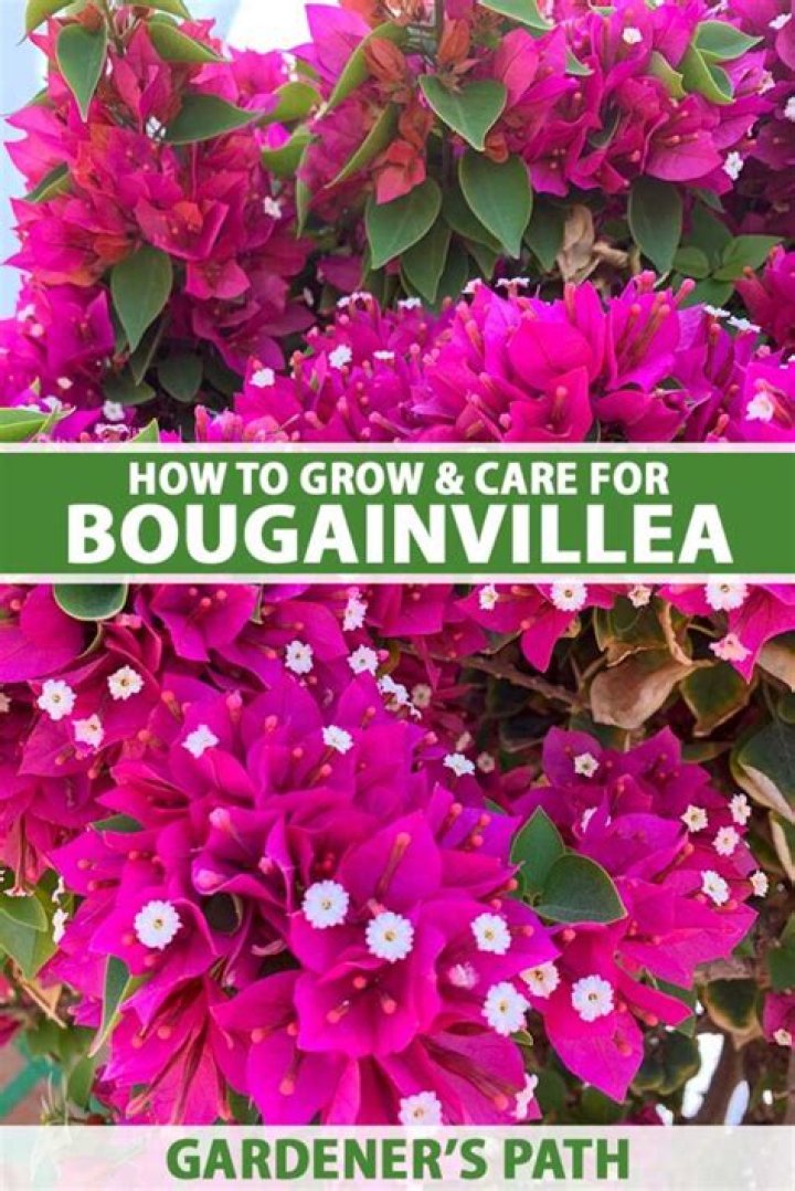 How do you revive a bougainvillea transplant?