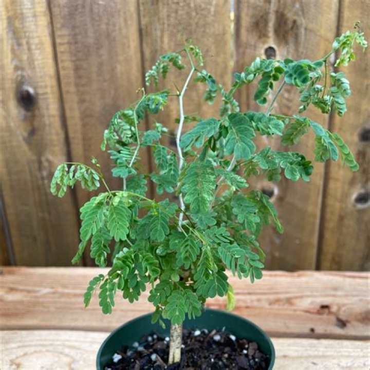 How do you revive a Brazilian rain tree?
