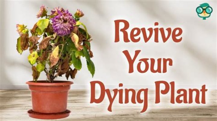 How do you revive a dead potted plant?