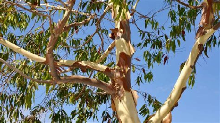 How do you revive a dying eucalyptus tree?