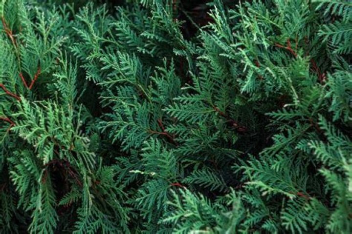How do you revive a dying Italian cypress?