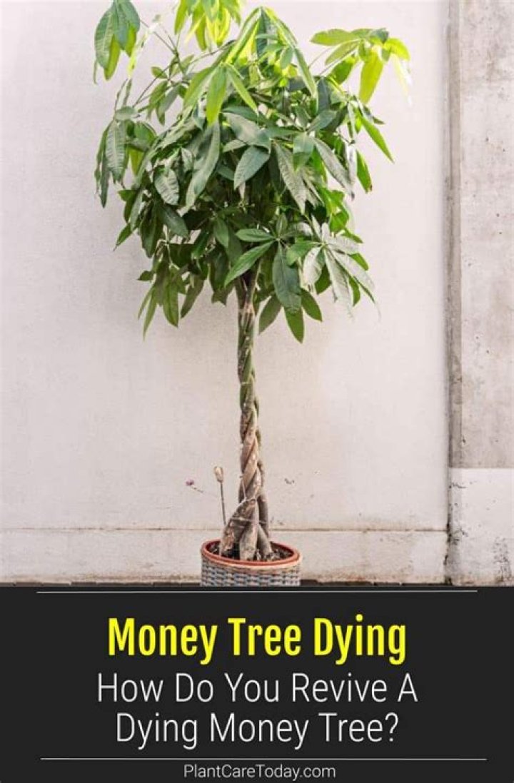 How do you revive a dying money tree?