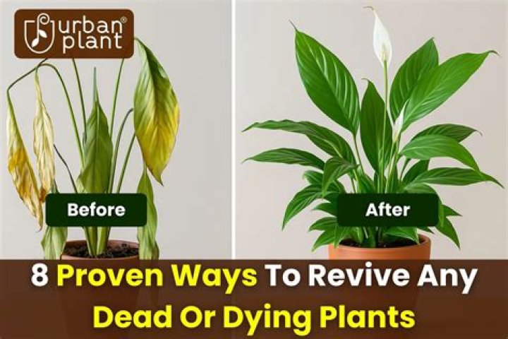 How do you revive a dying pine Bush?