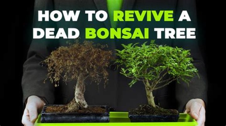 How do you revive an ash tree?