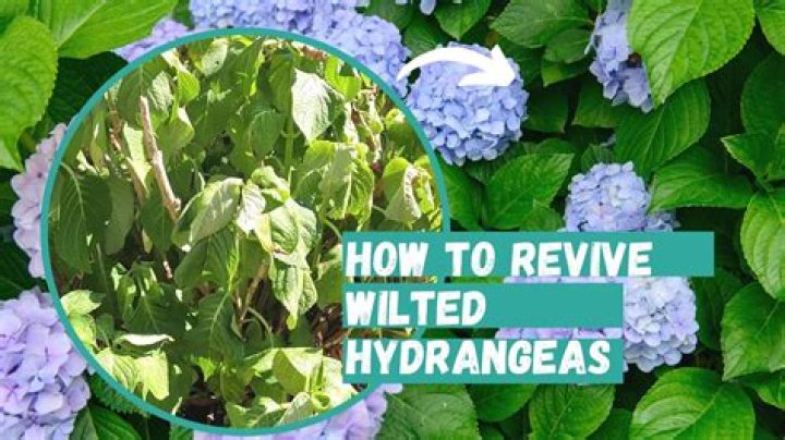 How do you revive an outdoor shrub?