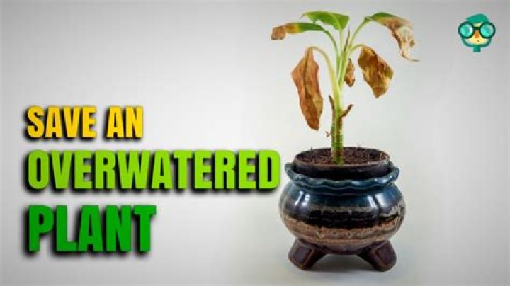 How do you revive Overwatered sod?