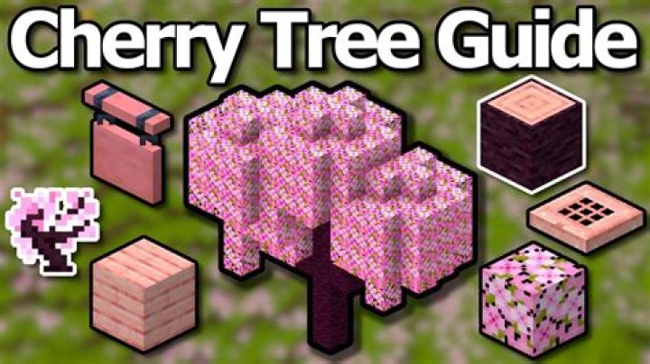 How do you save a cherry tree?