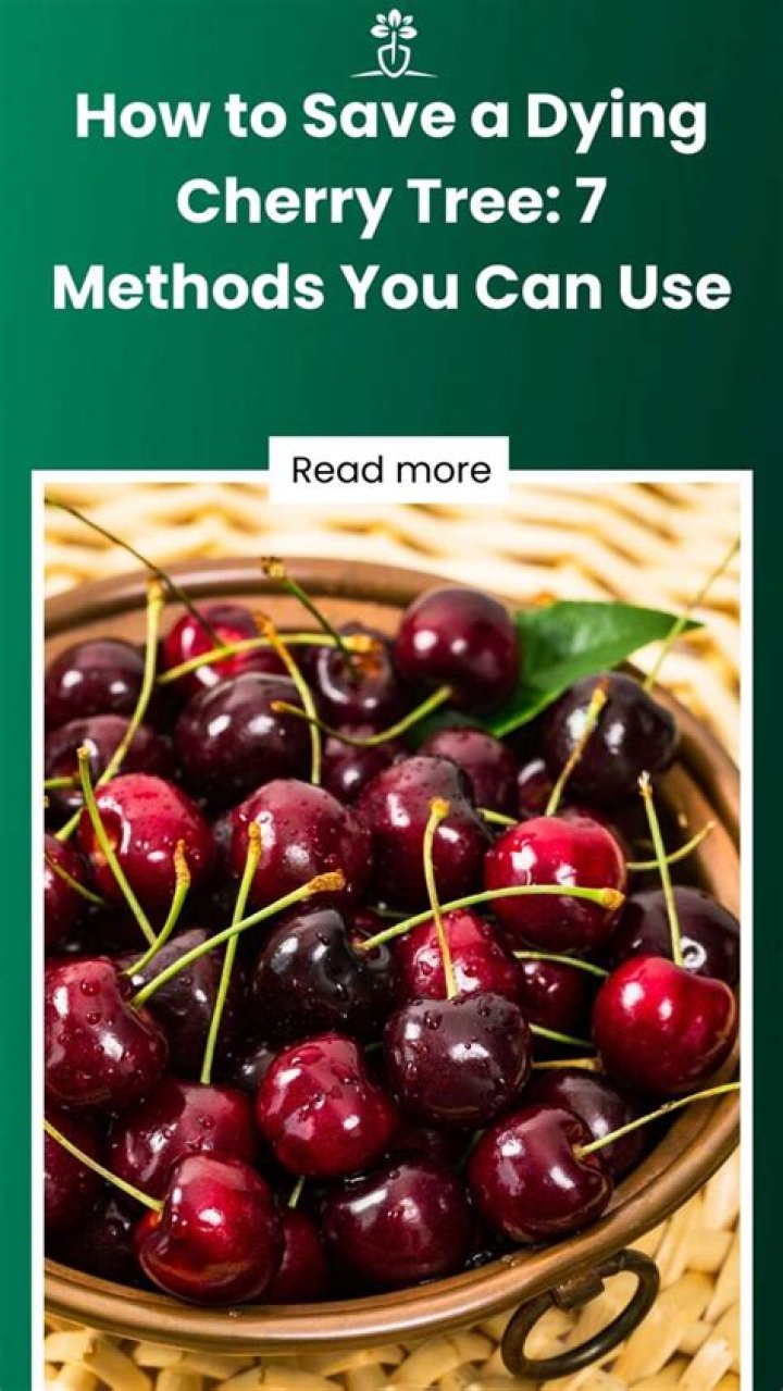 How do you save a dying cherry tree?