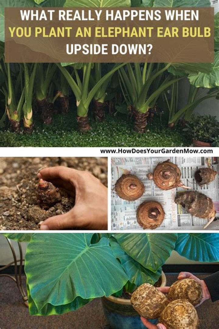 How do you save a dying elephant ear plant?