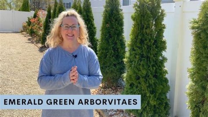 How do you save a dying emerald green arborvitae?