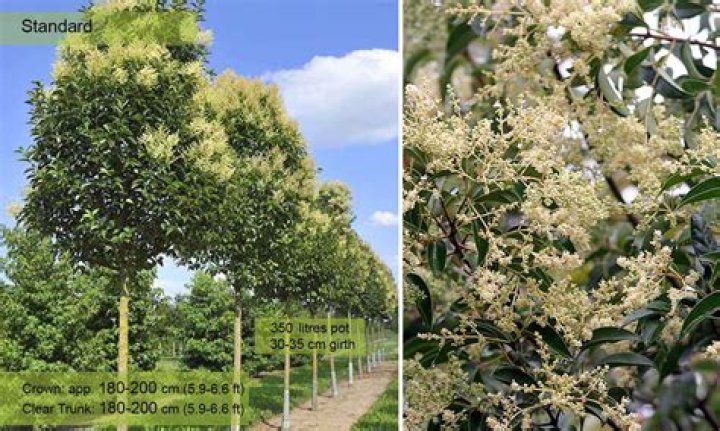 How do you save a dying Ligustrum tree?