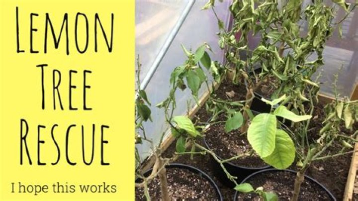 How do you save a dying lime tree?