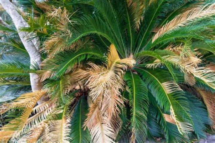 How do you save a dying palm tree?