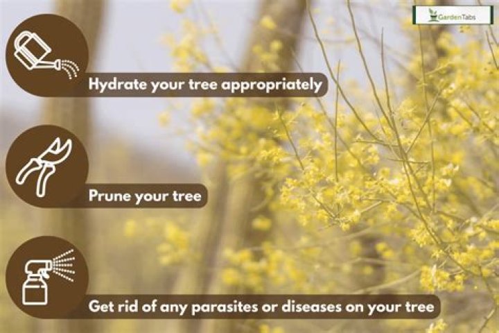 How do you save a dying palo verde tree?