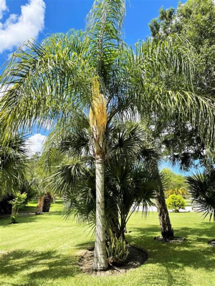 How do you save a dying queen palm tree?