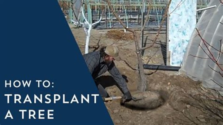 How do you save a transplanted orange tree?