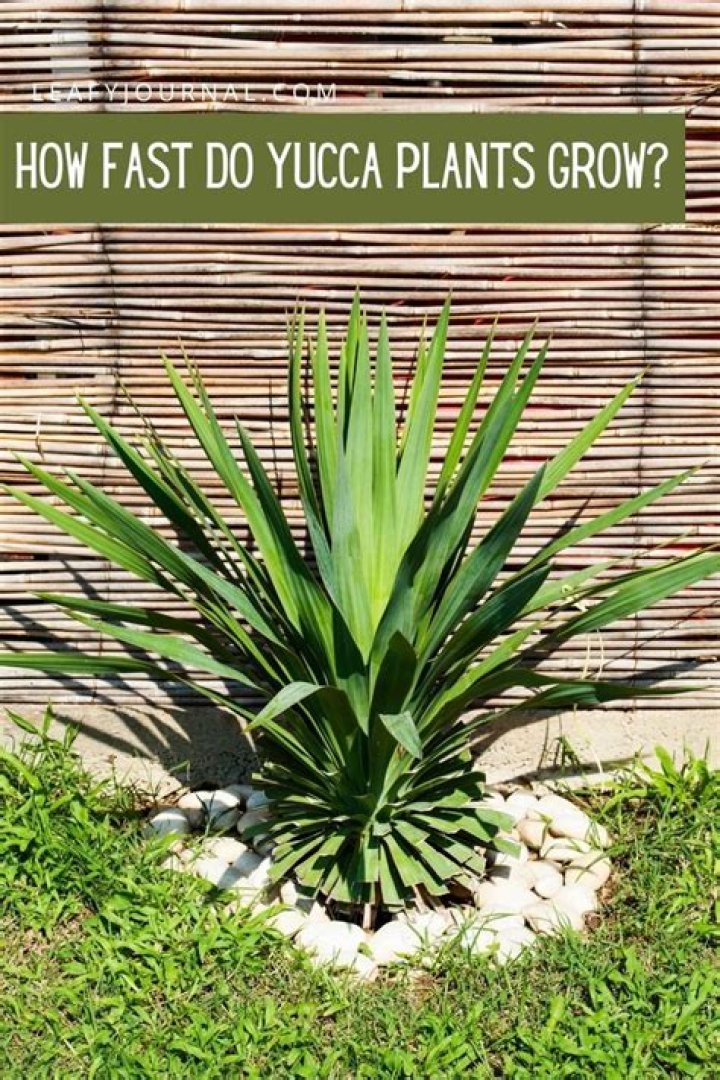 How do you save a yucca plant with root rot?