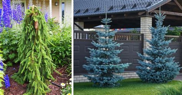 How do you save an overwatered blue spruce tree?