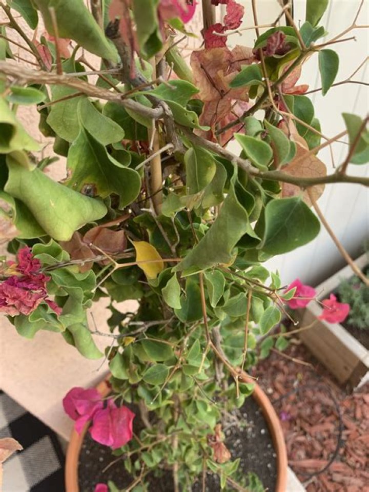 How do you save an overwatered bougainvillea?