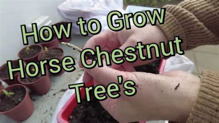 How do you start a horse chestnut tree from seed?
