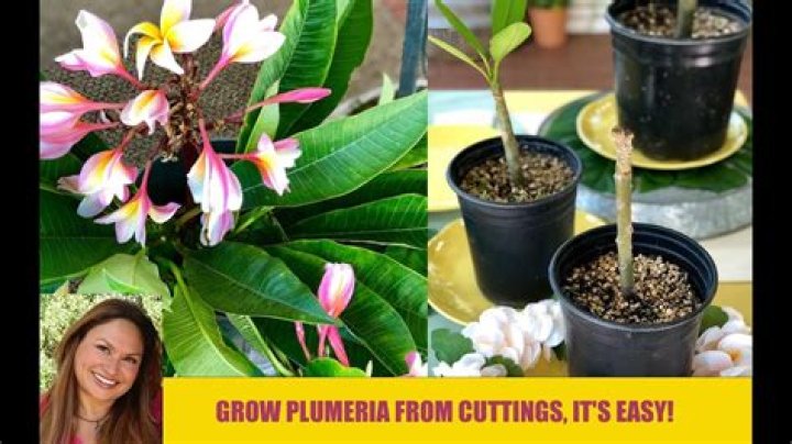 How do you stop a plumeria from killing?
