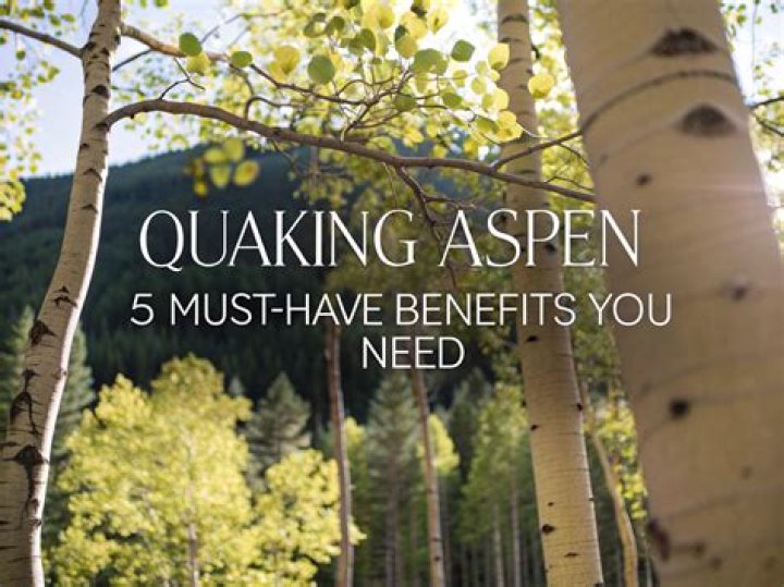 How do you stop a quaking aspen?