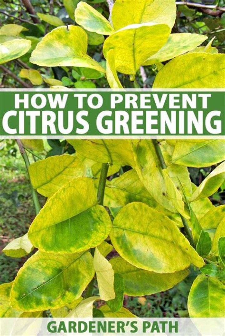 How do you stop citrus greening?