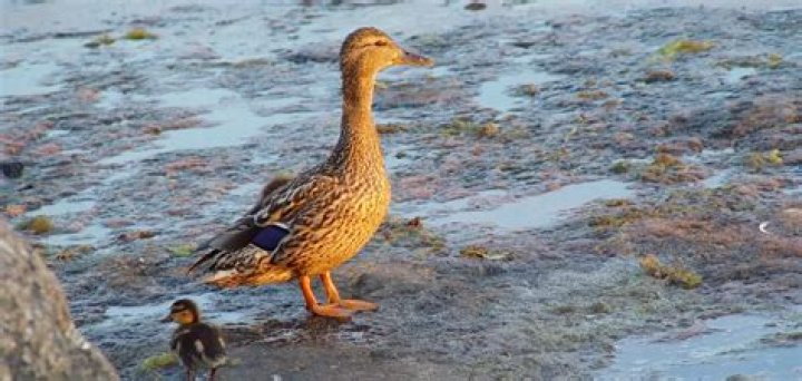 How do you stop ducks from pooping in your yard?