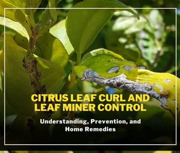 How do you stop leaf miners on citrus trees?