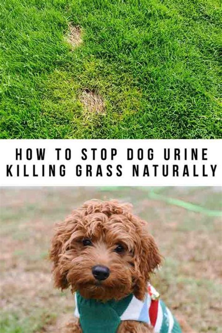 How do you stop male dog urine from killing grass?