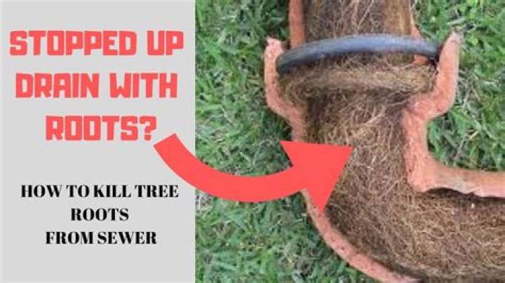 How do you stop roots from growing in drain pipes?