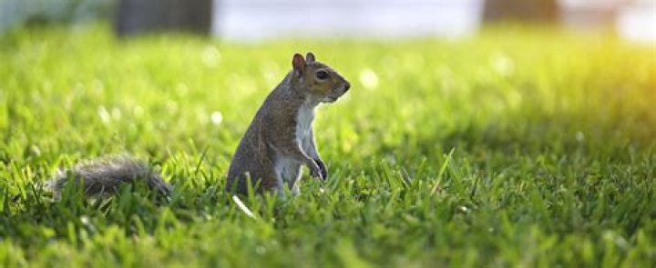 How do you stop squirrels from coming in your yard?