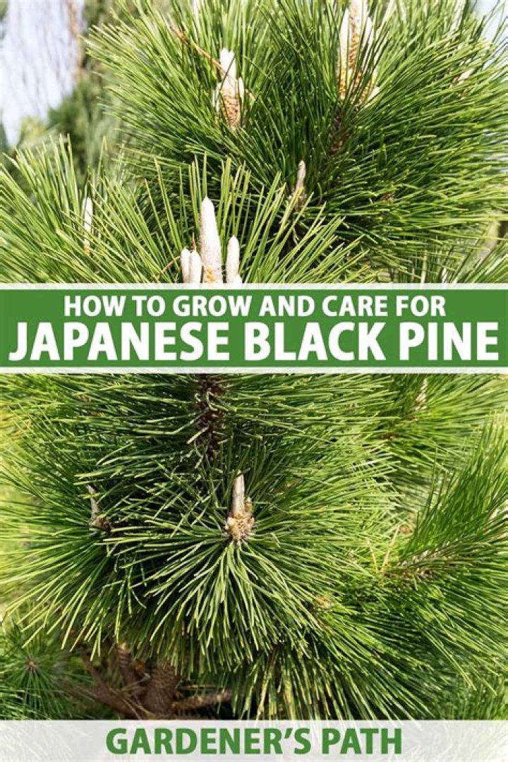 How do you take care of a Japanese black pine tree?