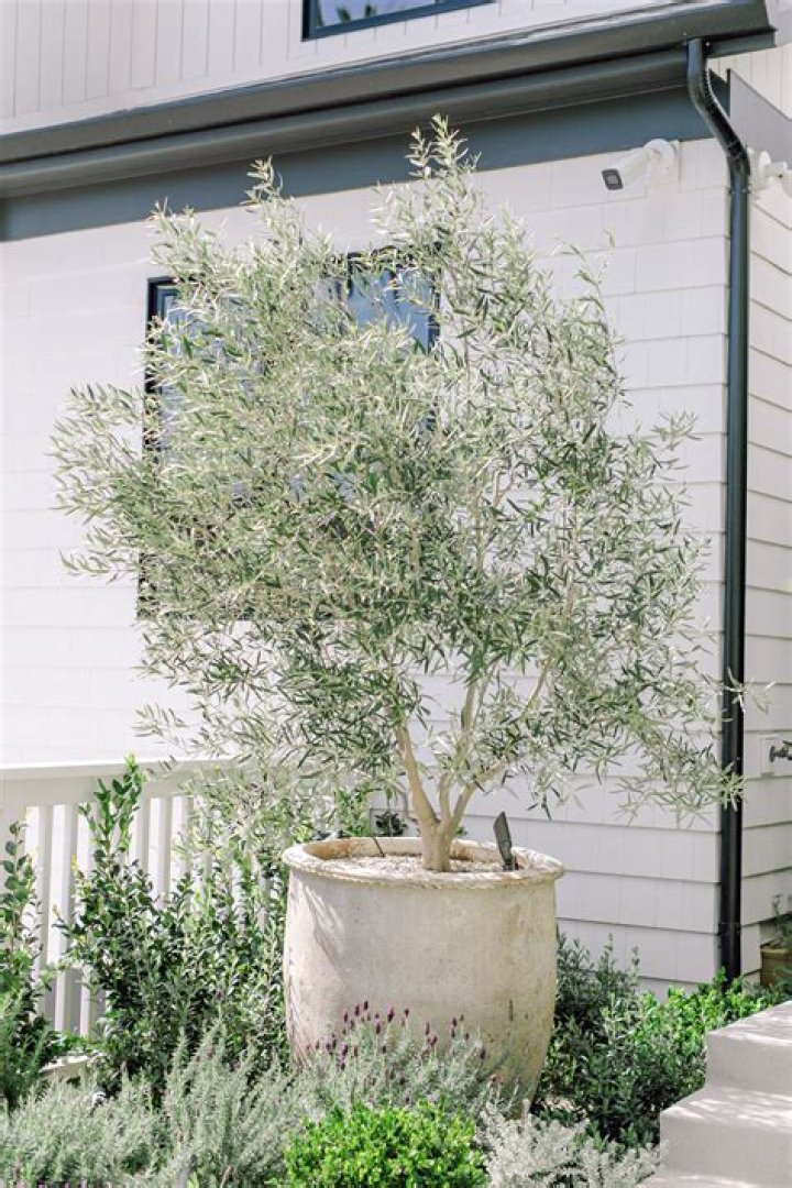 How do you take care of a large potted olive tree?