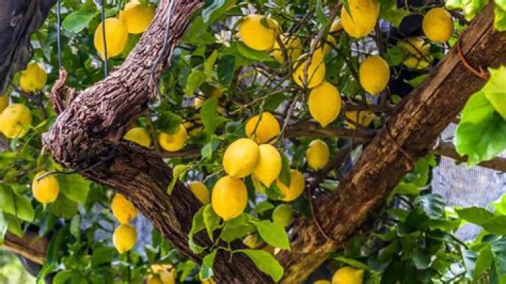 How do you take care of a lemon tree?