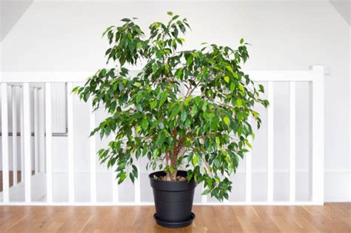 How do you take care of an indoor ficus tree?