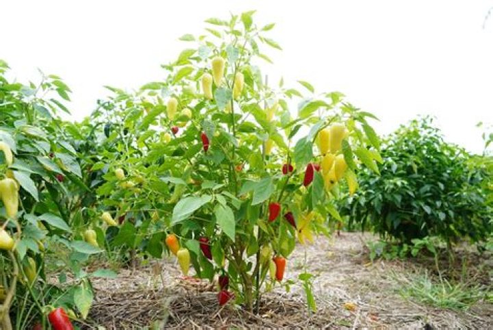 How do you take care of hot pepper plants?