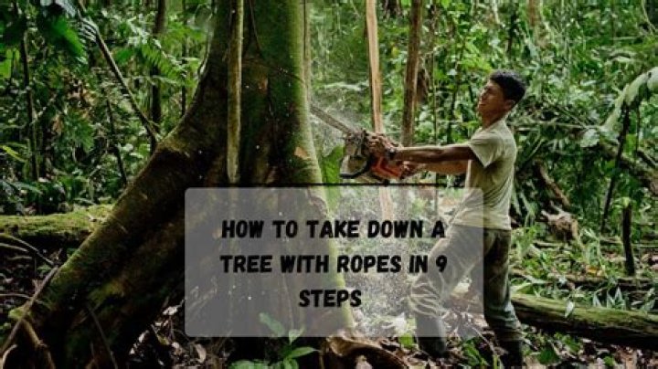 How do you take down a large tree?