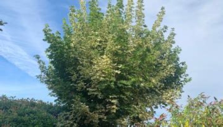 How do you tell if a tree has a disease?