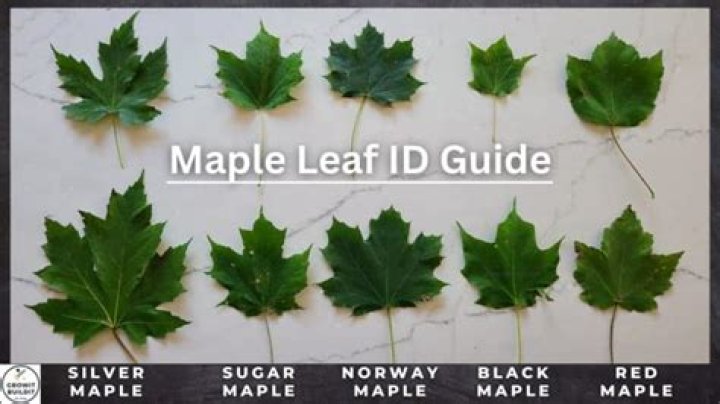 How do you tell what kind of tree it is by the leaves?