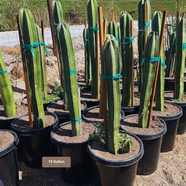 How do you transplant a Mexican Fence Post Cactus?
