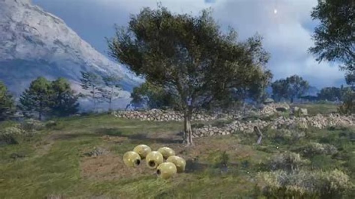 How do you transplant olives?